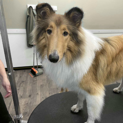 Before and after grooming results